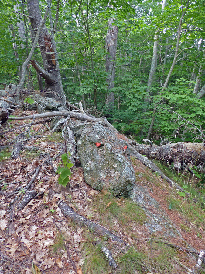 image of what appears to be a dragon's head at the end of an old stone wall at Robinhood Farm, slightley edited by Charlie Ipcar, Graphic &copy; 2022, Ipbar Productions, all rights reserved.