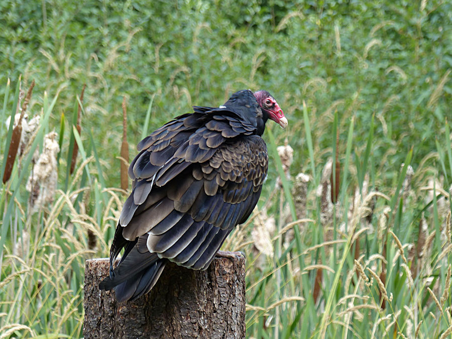 Turkey Vulture, photo by Judy Barrows