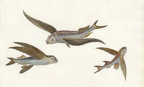 graphic is from a set published in London by Abraham Rees in the period 1797-1820